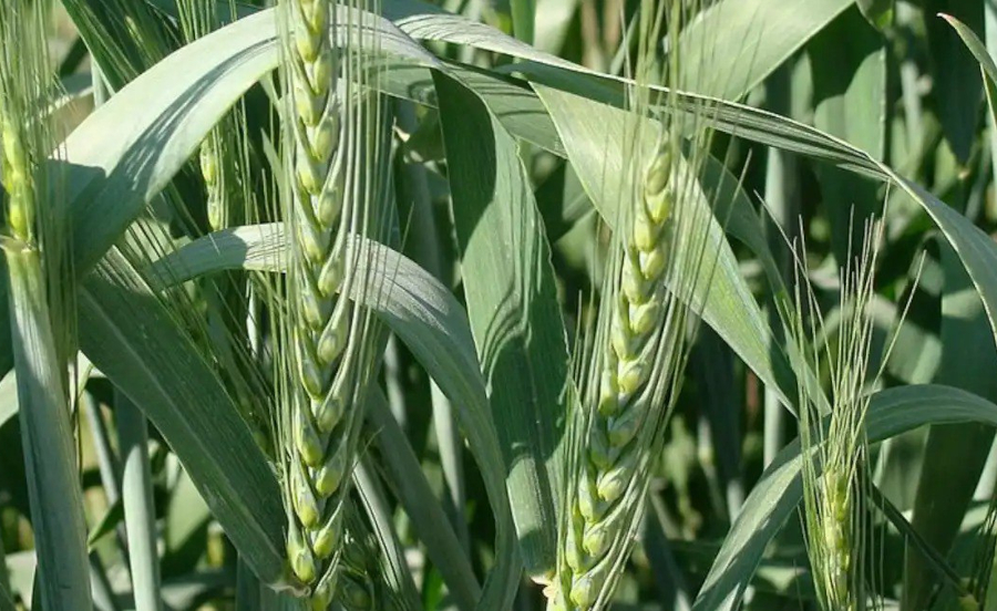 Аксакал - мощный гербицид для защиты пшеницы и ячменя от клмплекса злаковых сорняков