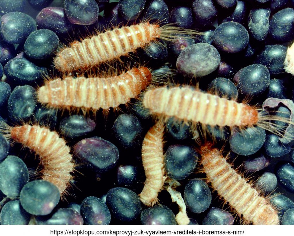 Капровый жук - личинки.jpg